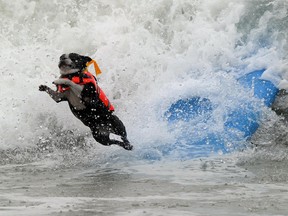 A surf dog wipes out during the annual Surf City Surf Dog competition at Huntington Beach in California. (QMI Agency files)