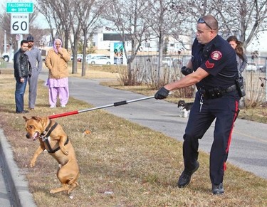 Calgary Police Sgt. Rick Robbins brings a dog, believed to be a pitbull under control after it was allegedly attacking other dogs in northeast Calgary, Alberta on October 30, 2011. The dog also allegedly pinned a woman against a fence and police responded to capture the animal. (JIM WELLS/QMI AGENCY)