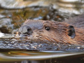 A Canadian beaver swims in a pond at the St-Felicien Wildlife Zoo in St-Felicien, Quebec on October 31, 2011. (REUTERS/Mathieu Belanger)