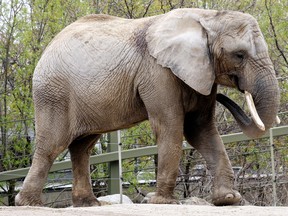One of the Toronto Zoo's three elephants. (Toronto Sun file photo)