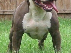 Pit bull (QMI Agency files)