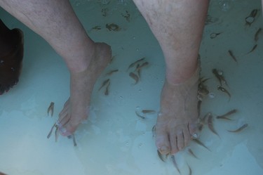 Small garra rufa fish nibble on the dead skin of visitors' feet during the Dr. Fish treatment. (Ocean Adventures photo)