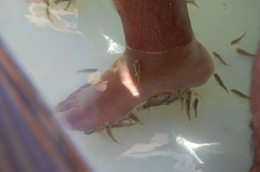 Small garra rufa fish nibble on the dead skin of visitors' feet during the Dr. Fish treatment. (Ocean Adventures photo)
