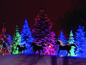 Decorated trees light a laneway at the annual Christmas light display at Spruce Meadows in Calgary. (Postmedia News)