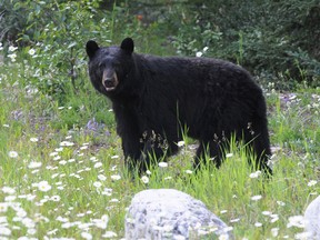 A black bear walks among the flowers of Banff National Park. (Submitted)
