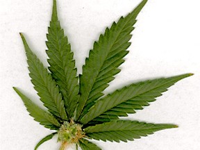 Marijuana leaf filer