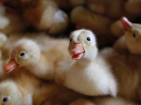 Ducklings are pictured at an incubating farm outside Hanoi September 7, 2011.  Virologists warned that there was no vaccine against a mutant strain of H5N1 bird flu now spreading in China and Vietnam and called for closer monitoring of the disease in poultry and wild birds to stop it spreading to people. (REUTERS/Kham)