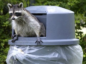 Raccon garbage can