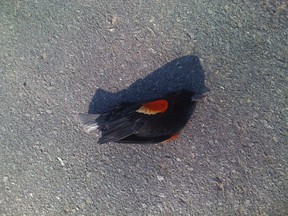 One of thousands of blackbirds that fell out of the sky on New Year's Eve lies on the ground in Beebe, Arkansas January 1, 2011 in this handout photograph.