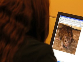 A photo of a rat is displayed on the "Rate my Rat" section of  the website www.ratfreesubways.com in New York on January 10, 2012. (REUTERS/Brendan McDermid)