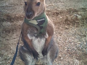 Tyson the wallaby went missing July 2 during a barbecue. His owner has been scouring the Onoway, Alberta area as she tries to find him. (SUPPLIED)