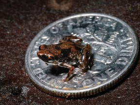Paedophryne amauensis, the world's smallest frog, is pictured in this undated handout photo received by Reuters January 12, 2012. Discovered by scientists during recent field work in eastern Papua New Guinea in 2009, the adult P. amauensis is an average of 7.7 millimetres long. The tiny amphibians live amongst the leaf litter on the rainforest floor. The new species was announced January 11, 2012 in the online journal PLOS One.  (REUTERS/Christopher Austin/ Louisiana State University/Handout)
