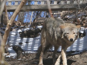 Toronto Sun photographer Veronica Henri captured this picture of a coyote in a Beach-area backyard last March.