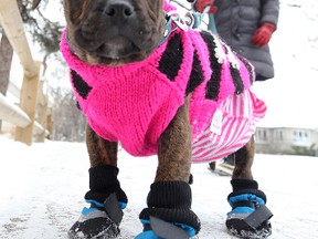 Jessie Greenwood's eight-week-old English bulldog-boxer cross dog Jiggy was well dressed while was out walking in Wolseley on Sun., Jan. 15, 2012 with Greenwood and her partner Matt Cibinel. (JASON HALSTEAD/Winnipeg Sun)