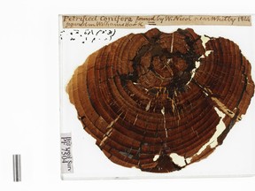 This slide shows a fossil tree from Whitby, Yorkshire, England, collected in 1814. Age: Jurassic Period, 180 million years old. From the Joseph Hooker collection at the British Geological Survey.