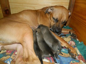 A boxer dog and her five remaining pups rest in a crate at the Valley Boxer Rescue organization. The mother, who was birthing, was abandoned in a truck outside the Gatineau SPCA shelter overnight Saturday. Five pups froze to death in -22C temperatures before she was found and rescued. (Photo courtesy Valley Boxer Rescue)