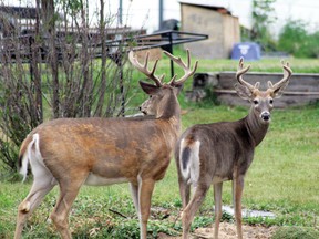 White-tailed deer. (REG CLAYTON/QMI AGENCY FILE PHOTO)