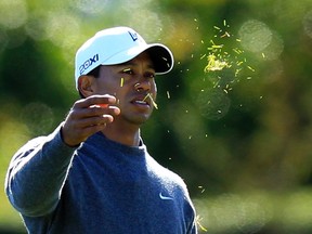Tiger Woods of the U.S. throws grass to check the wind direction on the third tee during the third round of the Chevron World Challenge PGA golf tournament in Thousand Oaks, California Dec. 3, 2011. (REUTERS/Lucy Nicholson)