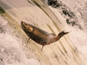 A Chinook salmon swimming upstream on the Humber River. (Toronto Sun files)