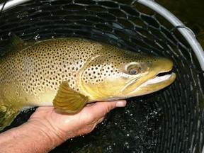 Dreams of summer brown trout.