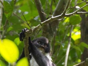 The Miller's Grizzled Langur, a species of monkey thought to be extinct, was discovered in Borneo by an expedition led by Simon Fraser University. (Photo courtesy Eric Fell)