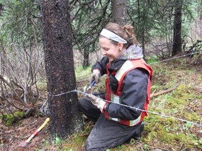 submitted photo: A researcher collects a tuft of grizzly bear hair in the Hinton area. A graduate student at the U of A, Sarah Rovang, is testing a less-invasive method of gathering grizzly bear DNA using barbed-wire corrals. Photo by Evan Vandervalk.