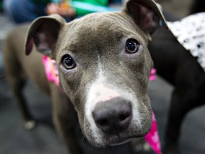 Saphire, a four month old pitbull mix, was up for adoption during the Pet Expo at the Edmonton Expo centre in Edmonton, Alberta on Sunday, January 22, 2012. Saphire and her littermates were found as strays and can be seen at PitBulls for Life. AMBER BRACKEN/EDMONTON SUN/QMI AGENCY
