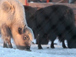 A pair of bison graze for food in Winnipeg's Assiniboine Park Friday. (BRIAN DONOGH/Winnipeg Sun)