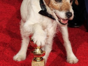 Uggie the dog featured in the film "The Artist", which won the best comedy or musical motion picture, places his paw on the award at the 69th annual Golden Globe Awards in Beverly Hills, California, January 15, 2012. REUTERS/Lucy Nicholson