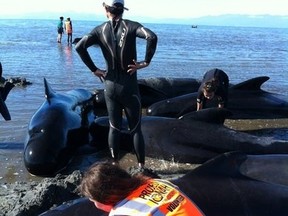 More than 200 volunteers and conservation officials in New Zealand worked to help 99 pilot whales that were stranded ashore on Mon. Jan. 23, 2012.  (Project Jonah/Facebook)
