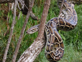 Burmese pythons are popular and legal pets in the United States.