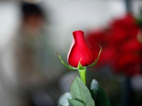 A rose is seen during preparations for the upcoming Valentine's Day at a farm in Cajica, Colombia on Jan. 30, 2012.  (REUTERS/John Vizcaino)
