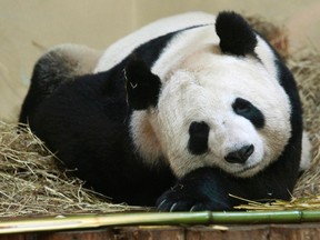Tian Tian, a female giant panda, sleeps in her enclosure at Edinburgh Zoo last month. If all goes well the Toronto Zoo could soon have pandas on display. (REUTERS)