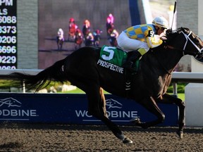 Three-year-old colt Prospective (Michael Burns photo)