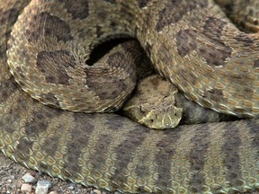 A rattlesnake like two found by city police executing a search warrant.