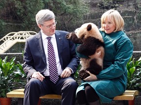 Prime Minister Stephen Harper looks at a panda being held by his wife Laureen at a zoo in Chongqing on February 11, 2012. (REUTERS/Chris Wattie)