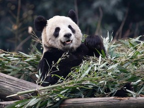 Giant panda Er Shun is pictured at the zoo in Chongqing February 11, 2012. (Chris Wattie/Reuters)