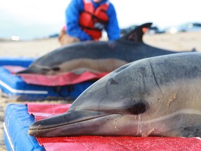 Members of the International Fund for Animal Welfare's Marine Mammal Rescue team tend to a pair of common dolphins that were found stranded on Herring Cove Beach near Provincetown, Massachusetts in this January 16, 2012 handout photo obtained by Reuters on February 6, 2012. Reuters/IFAW/Handout