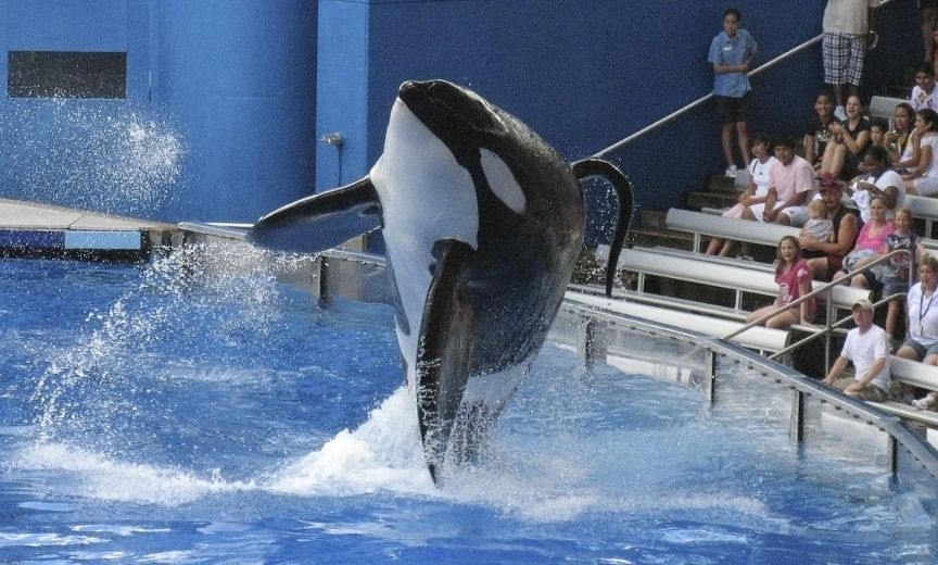 SeaWorld to build bigger enclosures for killer whales in U.S. amid ...