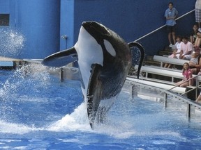 Tillikum, a killer whale at SeaWorld amusement park, performs during the show "Believe" in Orlando, in this Sept. 3, 2009 file photo.(REUTERS/Mathieu Belanger)