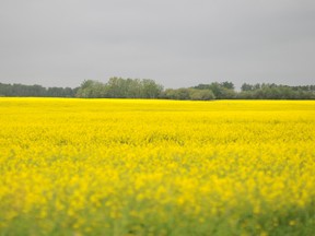 Canola field in Sexsmith, Alta. (AARON HINKS/QMI AGENCY)