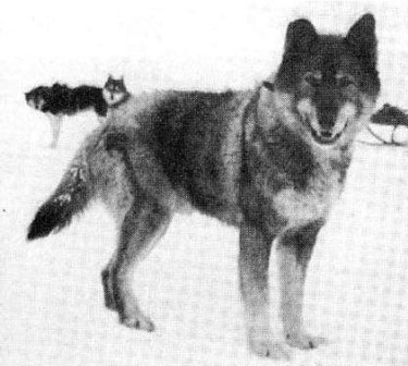 Togo led a sled dog mission across Alaska to deliver vital diphtheria antitoxin in 1925.