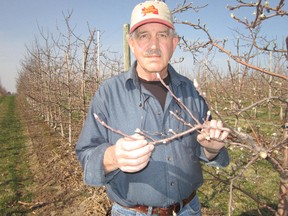 Simcoe apple farmer Mike Downing (QMI AGENCY FILE PHOTO)