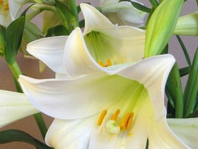 Easter lily