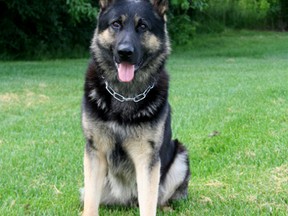 Durham Regional Police dog, Magnum. (Supplied photo)