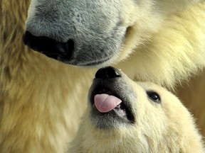 A mother polar bear plays with one of her three cubs born in last November, at the Moscow Zoo, on March 22, 2012.(AFP)