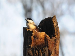 A black-capped chickadee gathers some breakfast along the trails near South Bear Creek, Wednesday, February 8, 2012.  (AARON HINKS/QMI AGENCY)