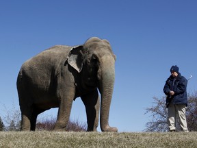 Lucy the Asian elephant during her daily walk with her zookeepers at the Edmonton Valley Zoo on Monday  April 9, 2012.  TOM BRAID/EDMONTON SUN  QMI AGENCY