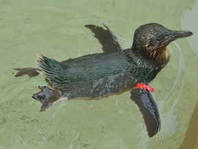 A handout photo taken and received on April 16, 2012, shows Dirk, a fairy penguin at Sea World on Queensland's Gold Coast. (HANDOUT)