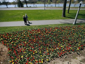 Tulips at Dow's Lake bask in the afternoon sun Thursday, April 19, 2012. Thanks to cool weather tulips are blooming two weeks earlier than normal.
(DARREN BROWN/QMI AGENCY)